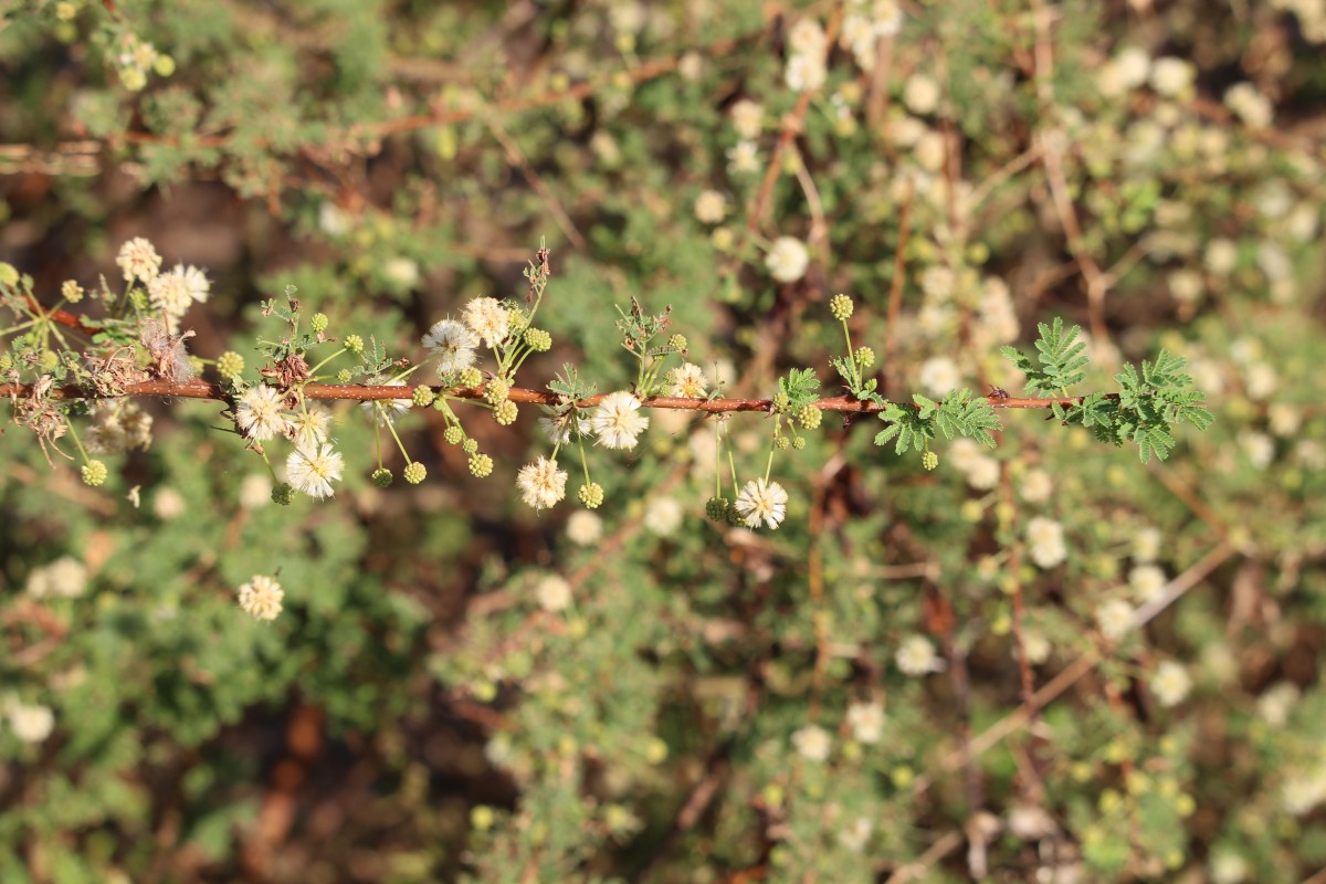 Vachellia planifrons (Wight & Arn.) Ragup., Seigler, Ebinger & Maslin